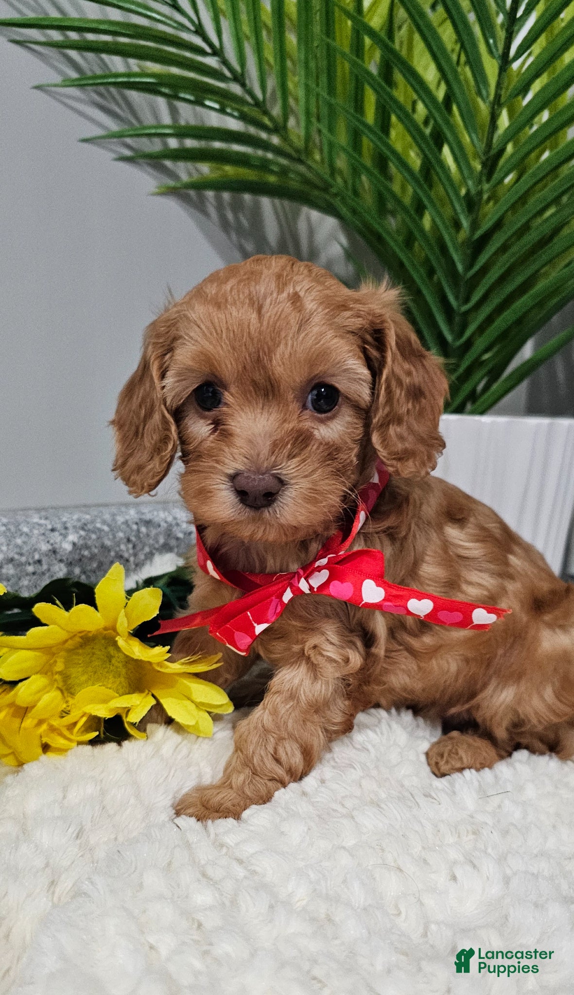 Cavapoo dogs "Tiny Tater" - Ad 1