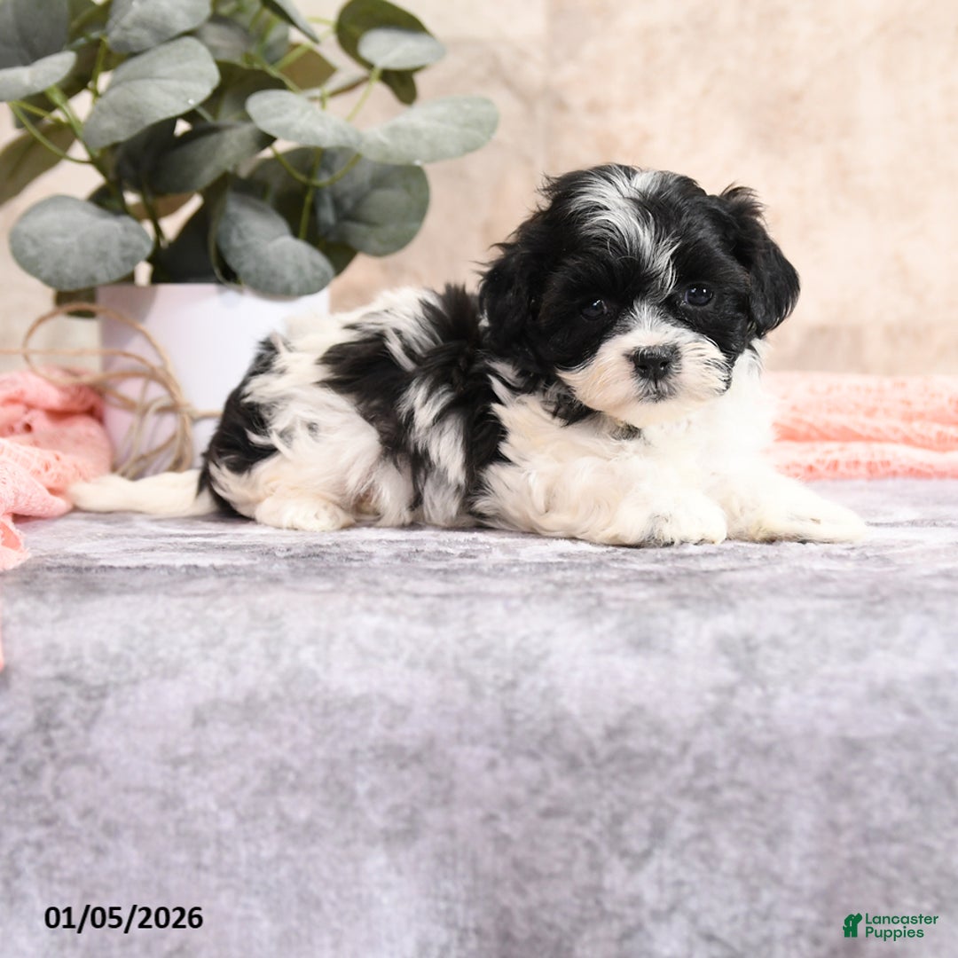 Teddy Bear dogs for sale: Milley - Ad 1