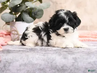 Teddy Bear dogs Milley - Ad 25