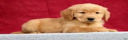 Golden Retriever dogs for sale: Olive - Ad 4