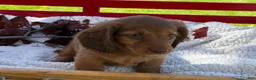 Miniature Dachshund dogs for sale: Bella - Ad 4