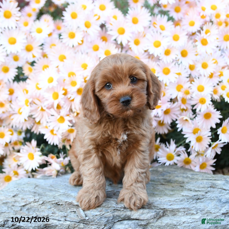 Cavapoo dogs for sale: Teddy - Ad 2