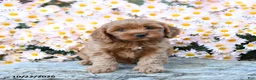 Cavapoo dogs for sale: Teddy - Ad 2