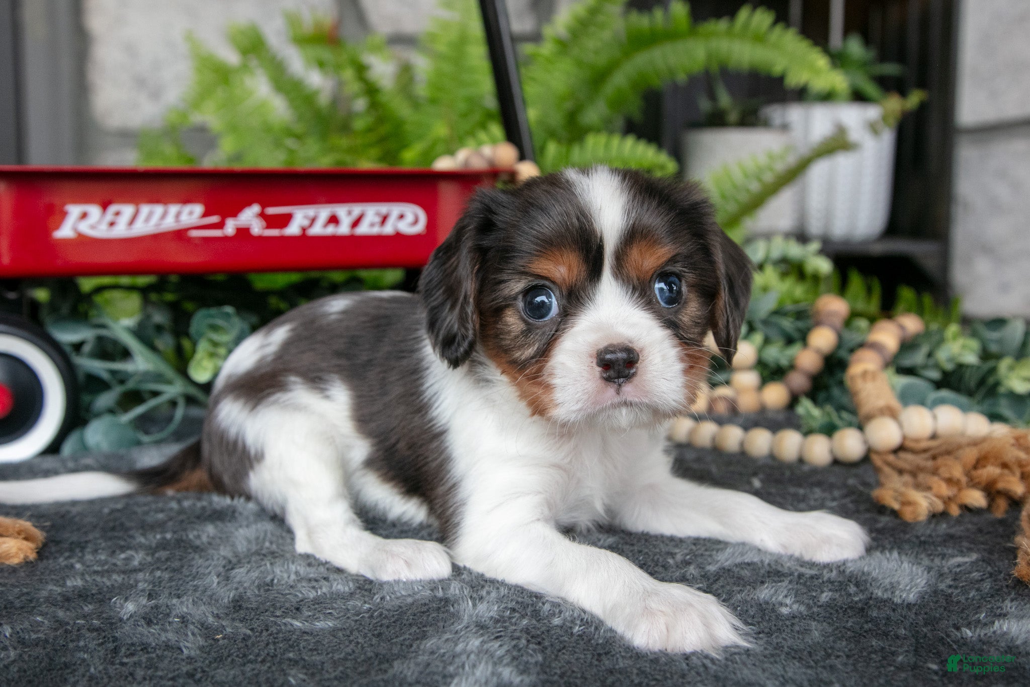 Cavalier King Charles Spaniel dogs Krew - Ad 1