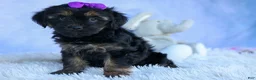 Shorkie dogs for sale: SUSIE - Ad 6