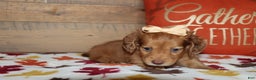 Miniature Dachshund dogs for sale: Terry  - Ad 14