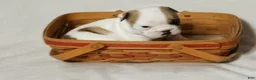 English Bulldog dogs for sale: English Bulldog Puppy 1 - Ad 1
