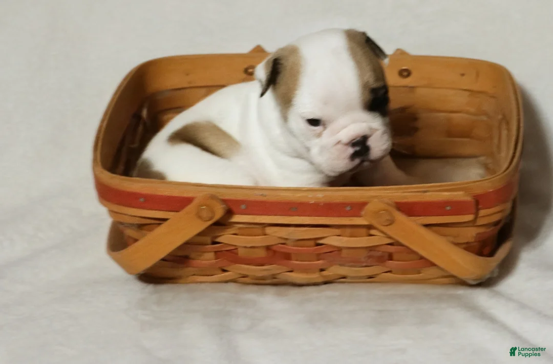 English Bulldog dogs for sale: English Bulldog Puppy 1 - Ad 1