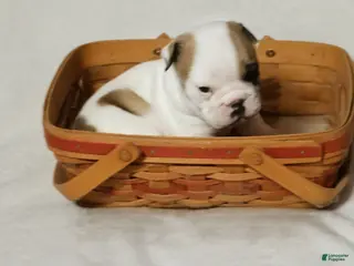 English Bulldog dogs English Bulldog Puppy 1 - Ad 13