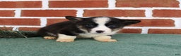 Welsh Corgi Pembroke dogs for sale: Josh - Ad 2