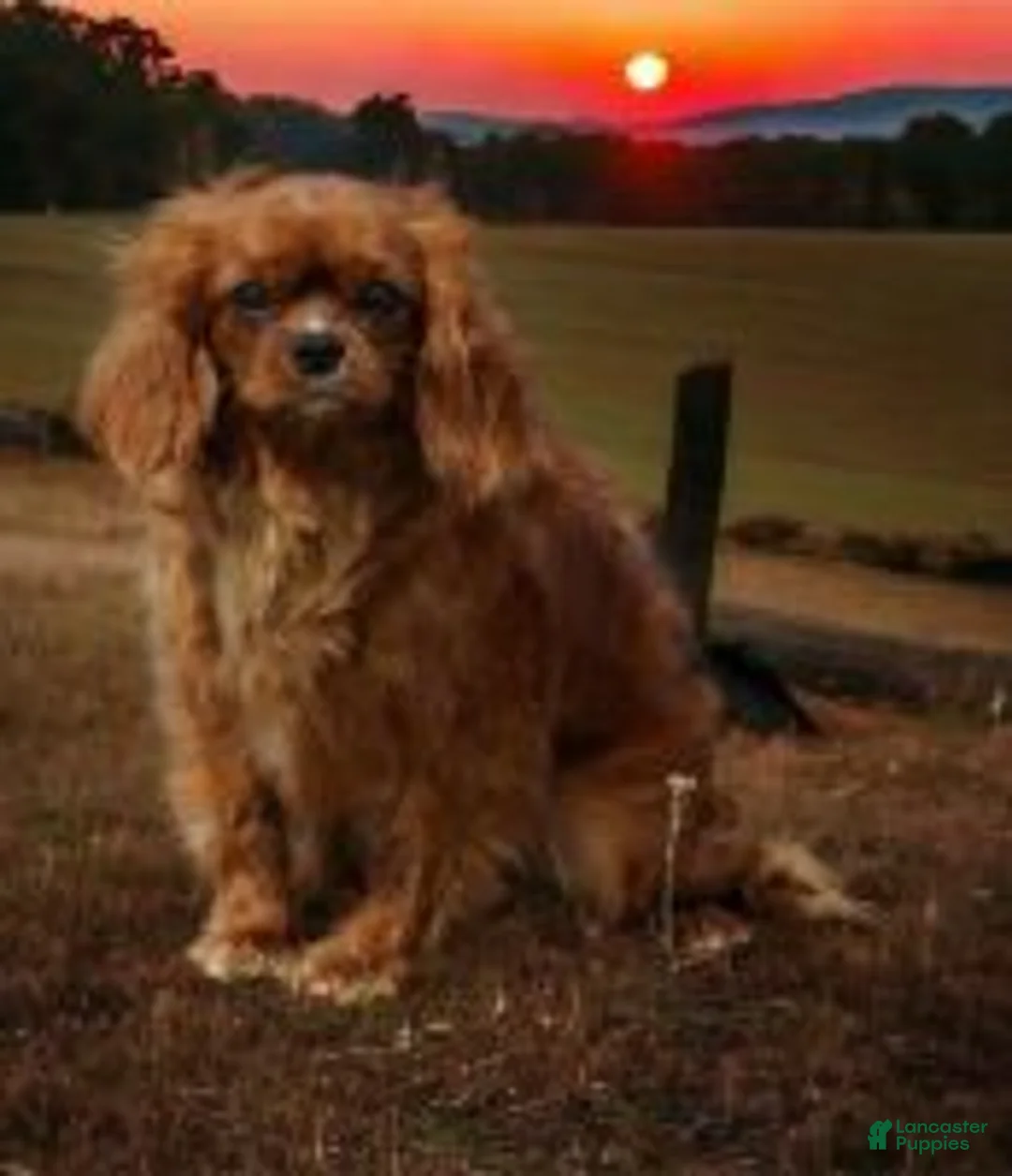 Cavapoo dogs for sale: Archie - Ad 3