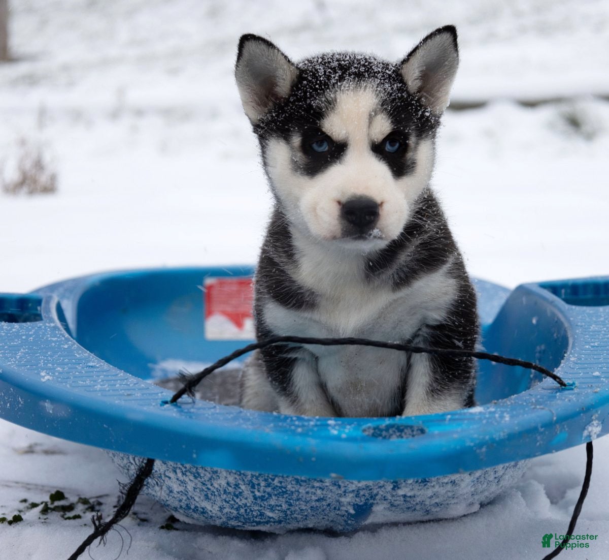 Siberian Husky dogs Nokia - Ad 17