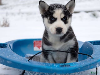 Siberian Husky dogs Nokia - Ad 17