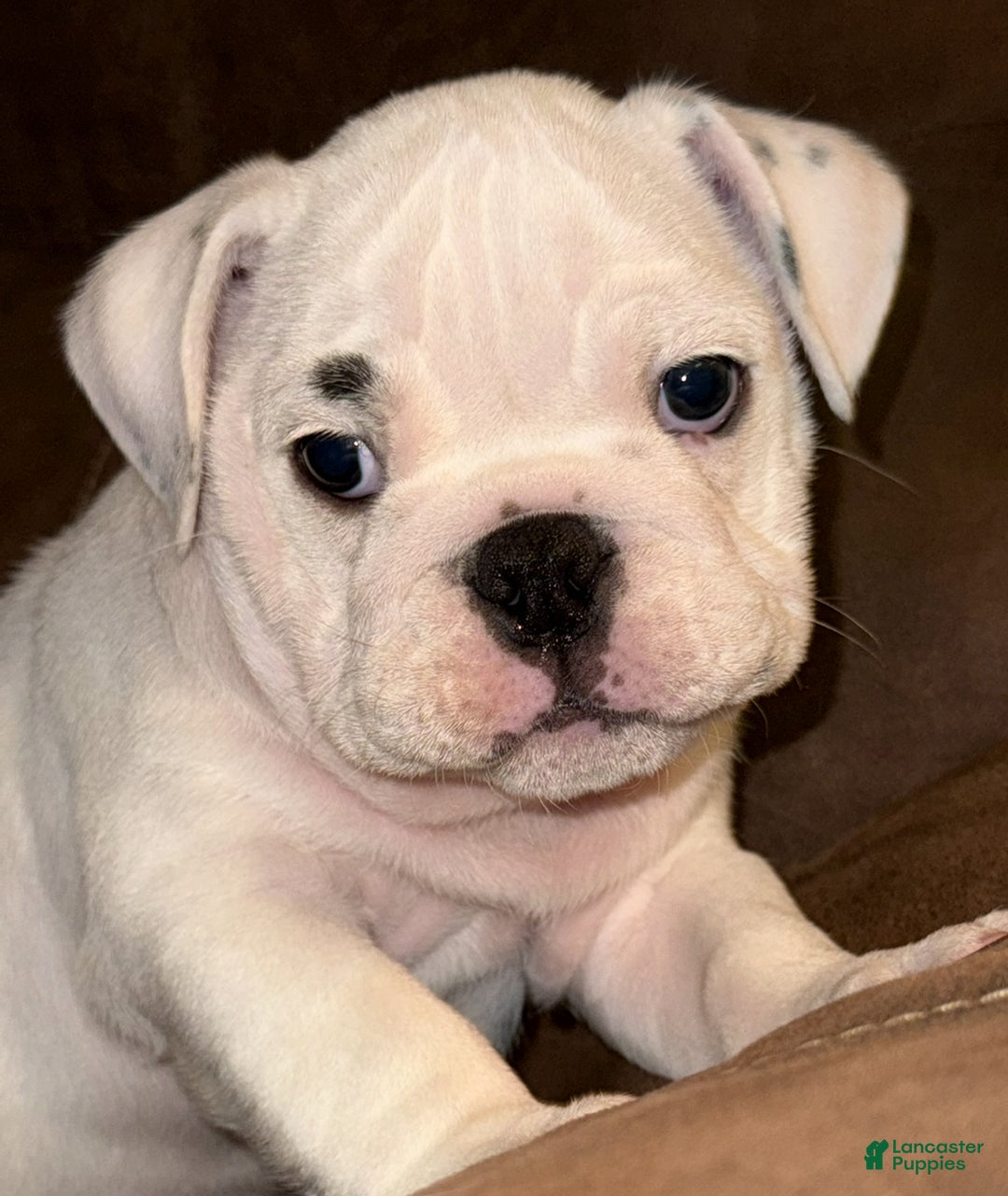 English Bulldog dogs for sale: Brian - Ad 4