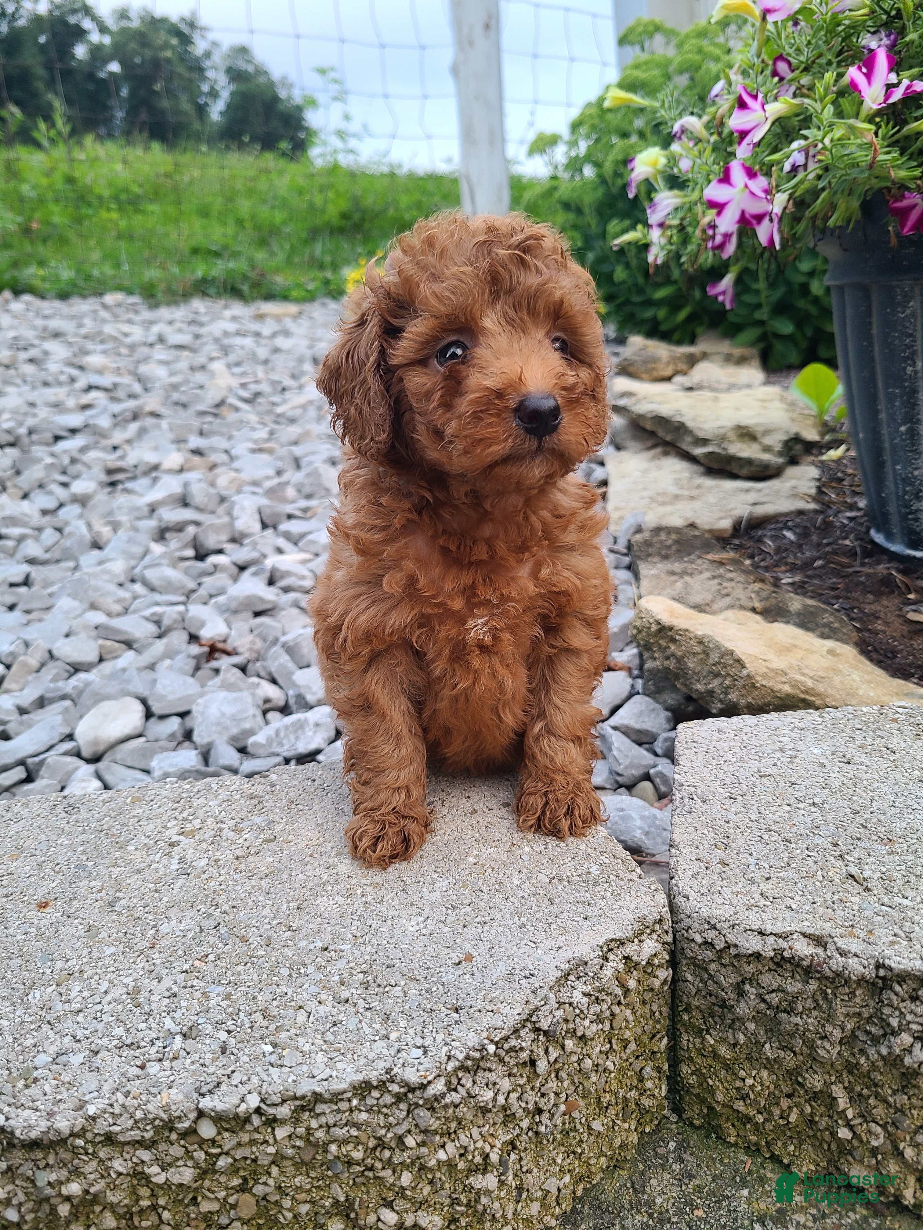 Mini Goldendoodle dogs Izzy - Ad 2