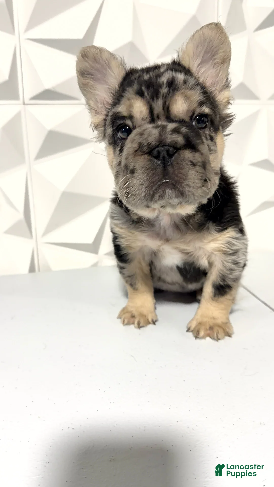 French Bulldog dogs for sale: Girl - Ad 1