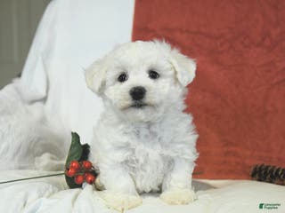 Bichon Frise dogs Leo - Ad 34