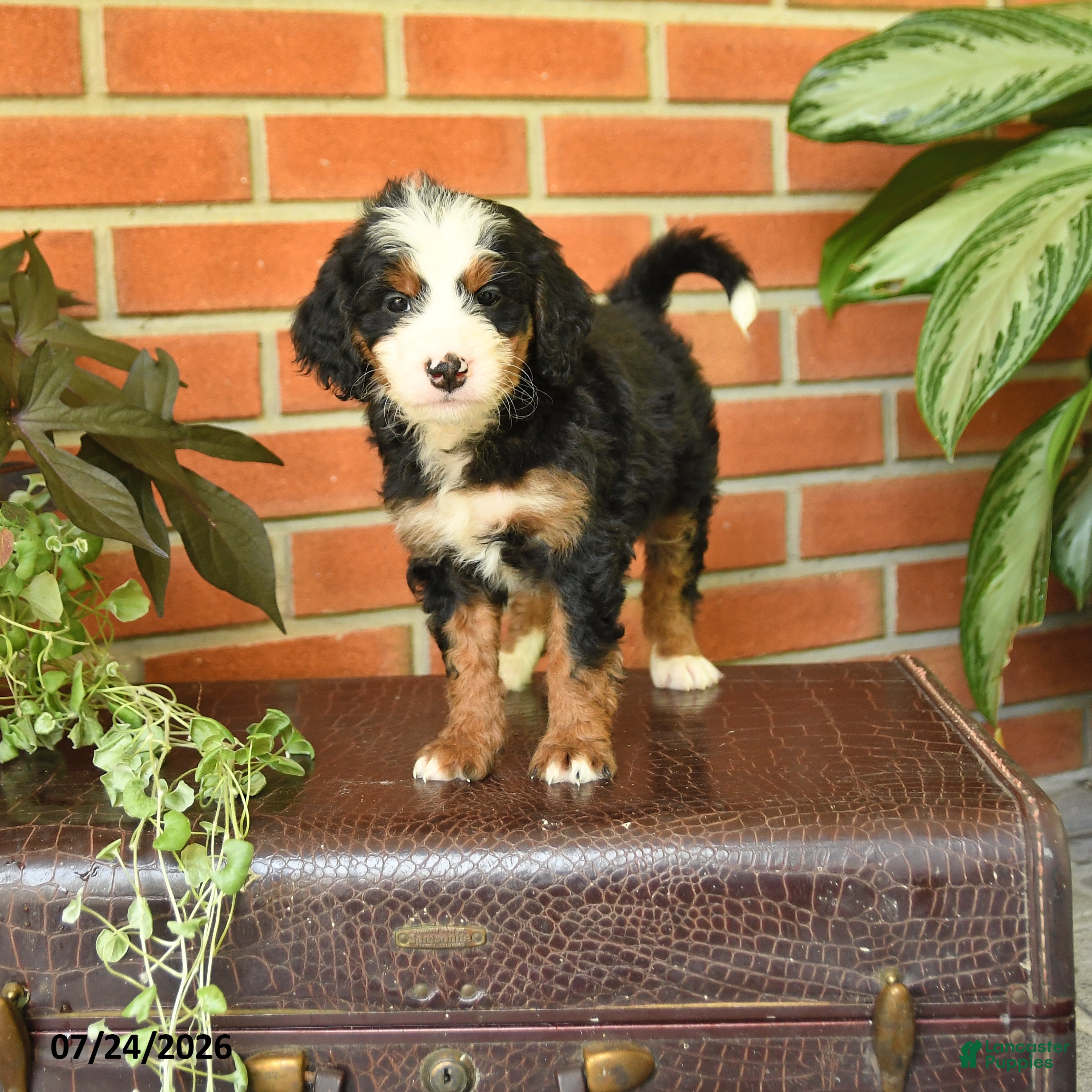 Bernedoodle dogs Jenny - Ad 1