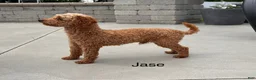 Toy Poodle dogs for sale: Popcorn - Ad 5