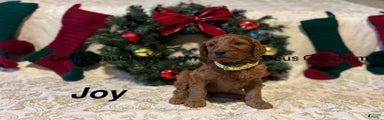 Joy