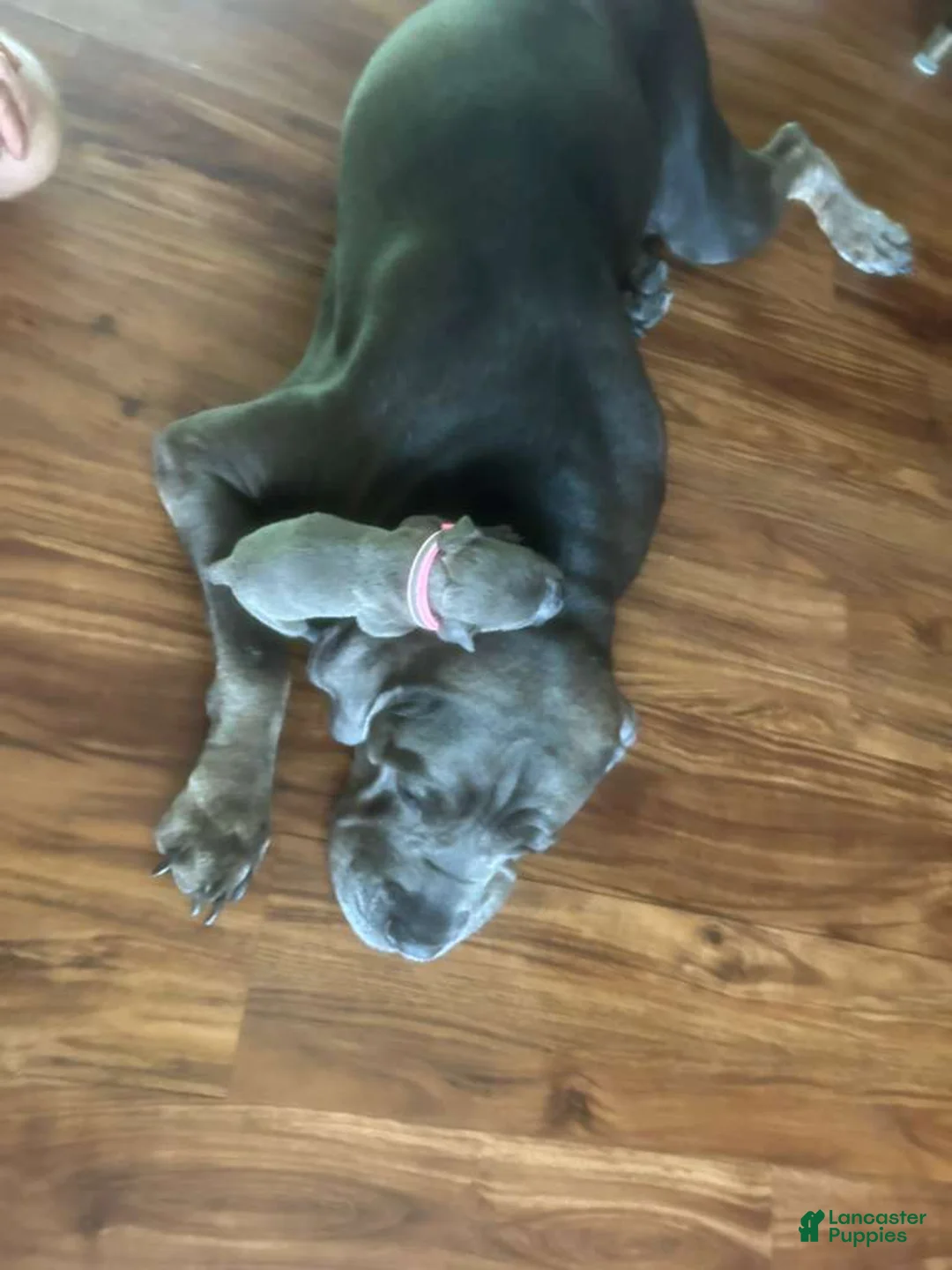Cane Corso dogs for sale: Cane Corso Puppy 9 - Ad 2