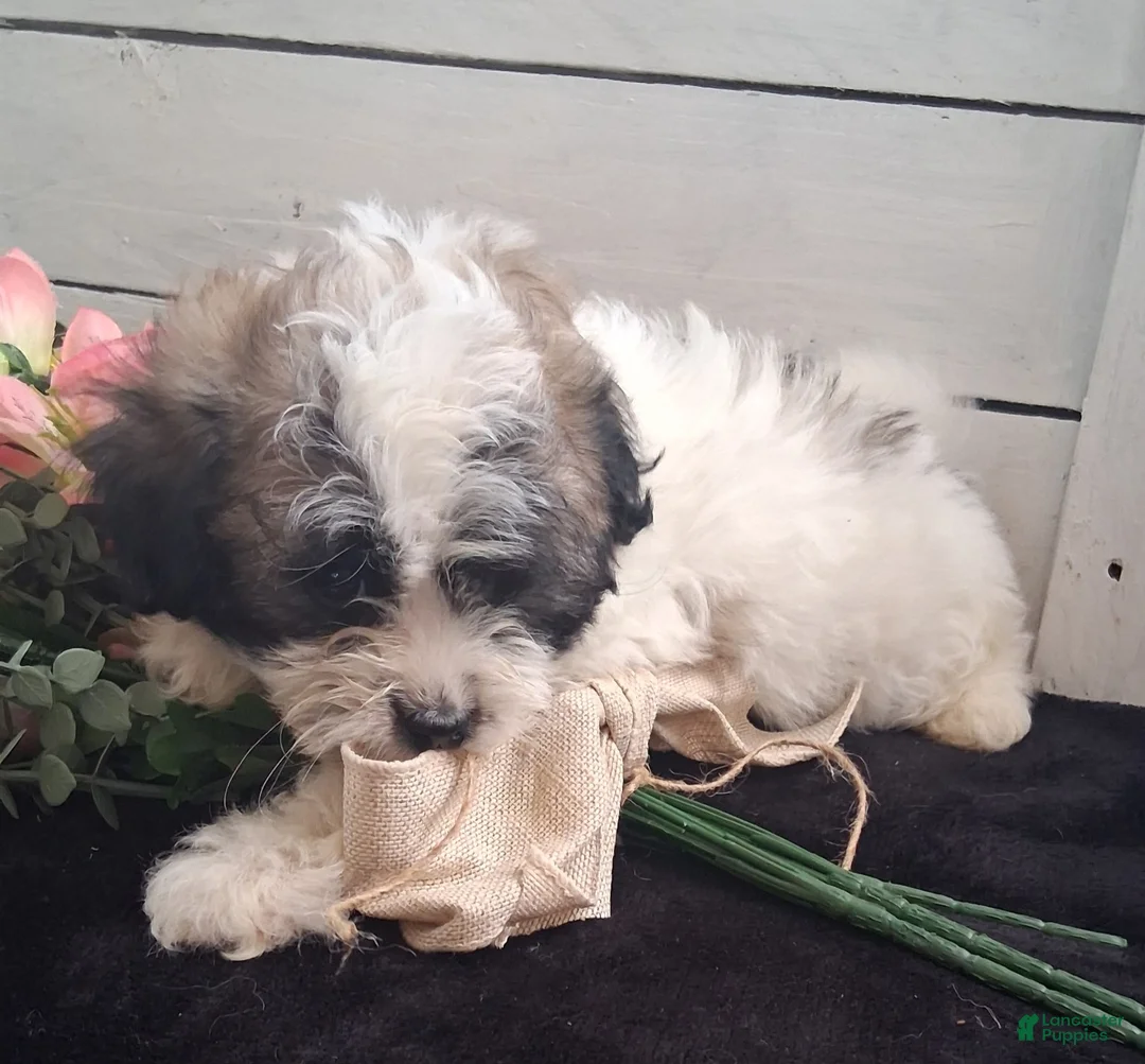 Lhasapoo dogs for sale: Daffodil - Ad 3