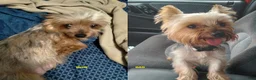 Yorkshire Terrier dogs for sale: Willie - Ad 4
