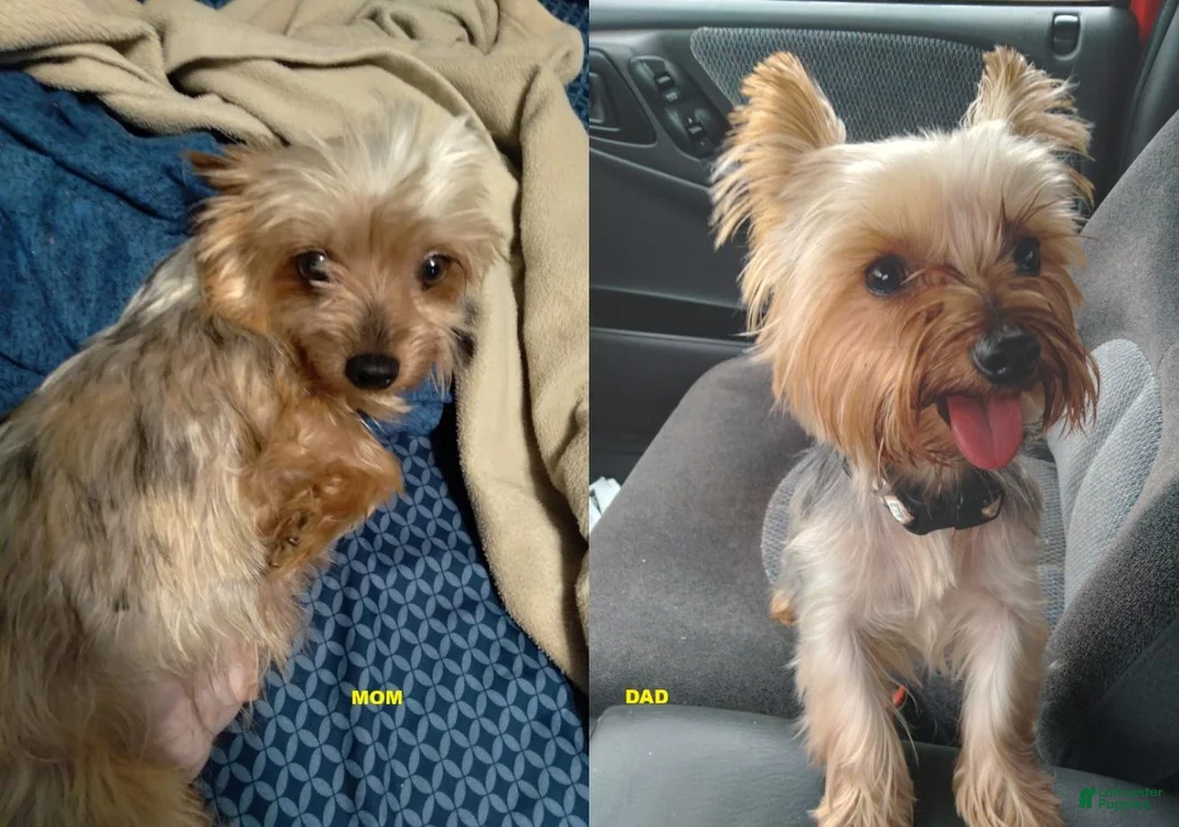 Yorkshire Terrier dogs for sale: Willie - Ad 4