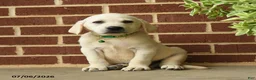 Labrador Retriever dogs for sale: Diesel - Ad 1
