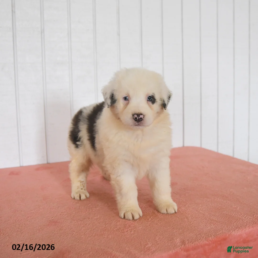 Australian Shepherd dogs for sale: Neptune - Ad 2