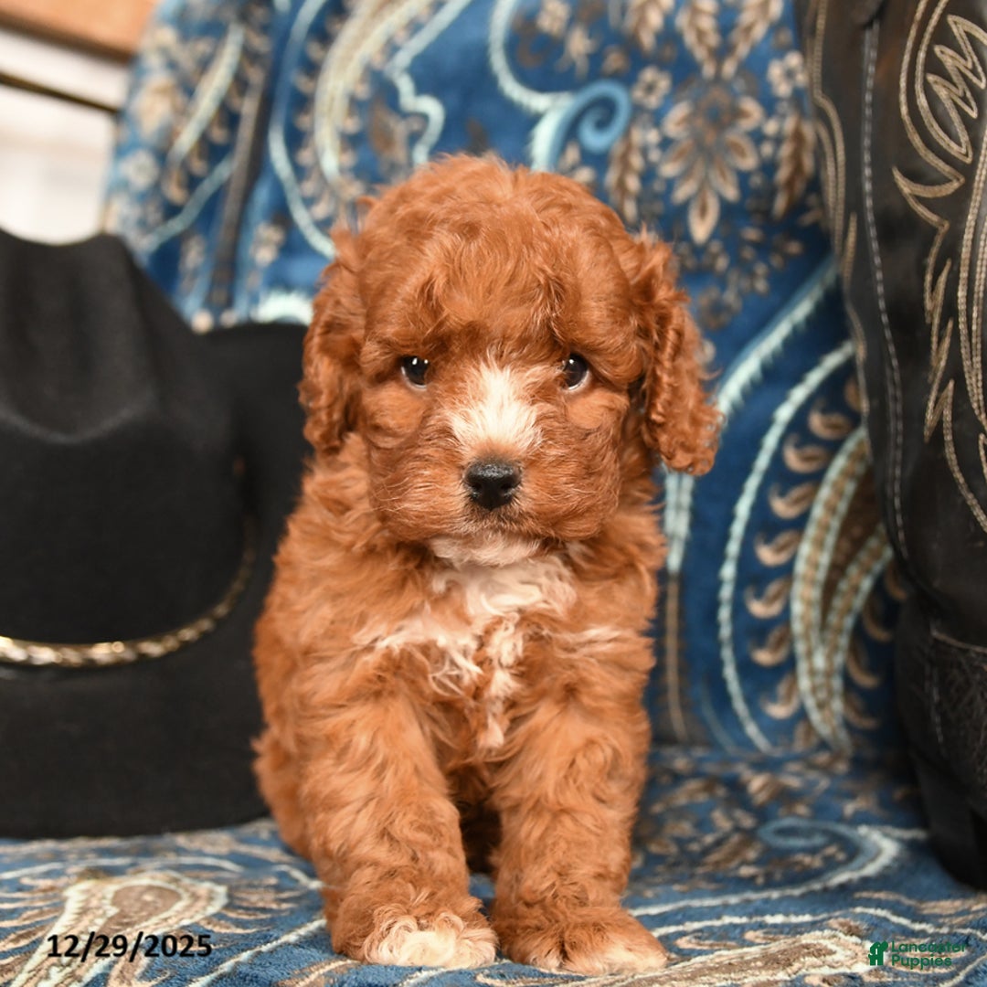 Cavapoo dogs for sale: Dolly - Ad 2