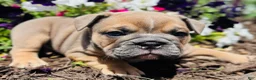 English Bulldog dogs for sale: Solo  - Ad 6