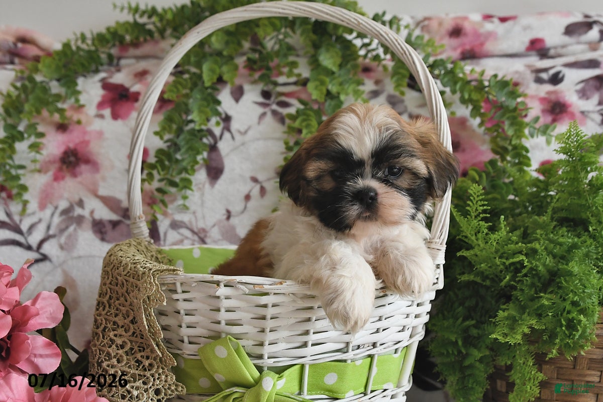 Shih Tzu dogs Rosey - Ad 2