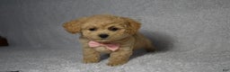 Cavachon dogs for sale: Rita  - Ad 3