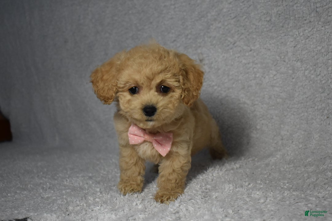 Cavachon dogs for sale: Rita  - Ad 3
