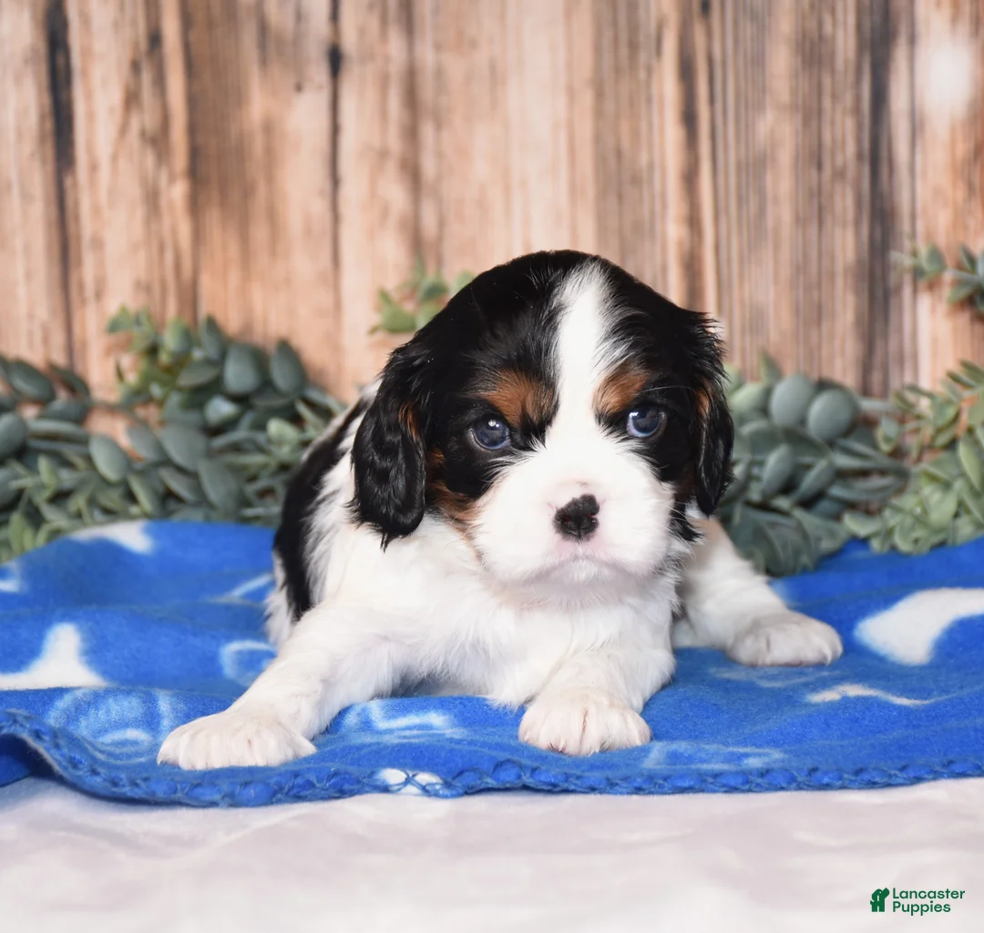 Cavalier King Charles Spaniel dogs for sale: Deigo - Ad 2