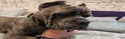 Cane Corso dogs for sale: Cane Corso 2 - Ad 100
