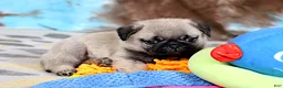 Pug dogs for sale: Monty - Ad 5