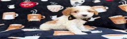 Cavapoo dogs for sale: Chevy - Ad 7