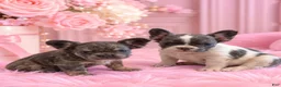 French Bulldog dogs for sale: Mini fluffy French Bulldog 1 - Ad 2