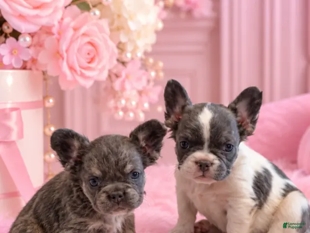 French Bulldog dogs for sale: Mini fluffy French Bulldog 1 - Ad 2