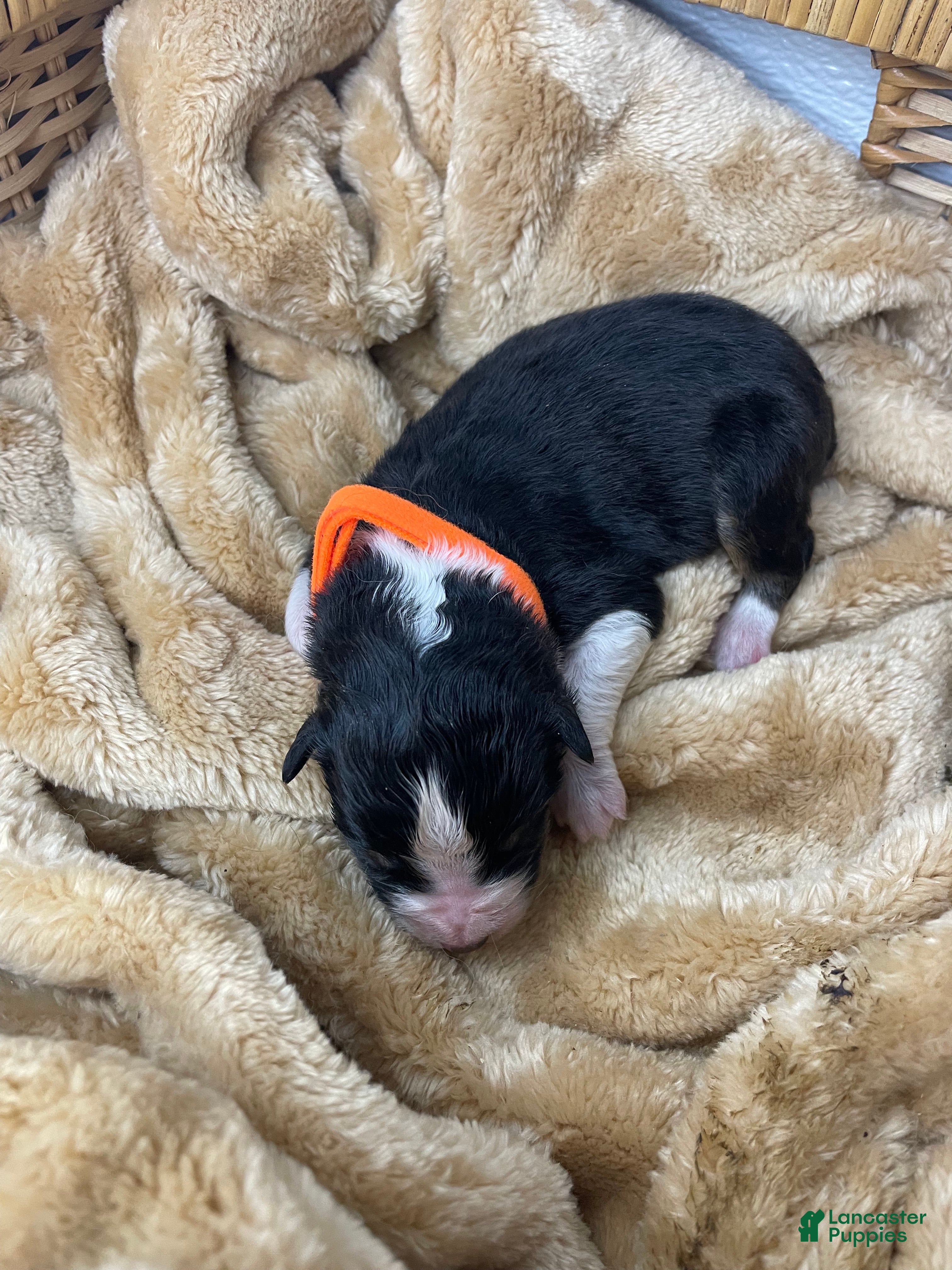 Australian Shepherd dogs for sale: Australian Shepherd- Norman - Ad 3