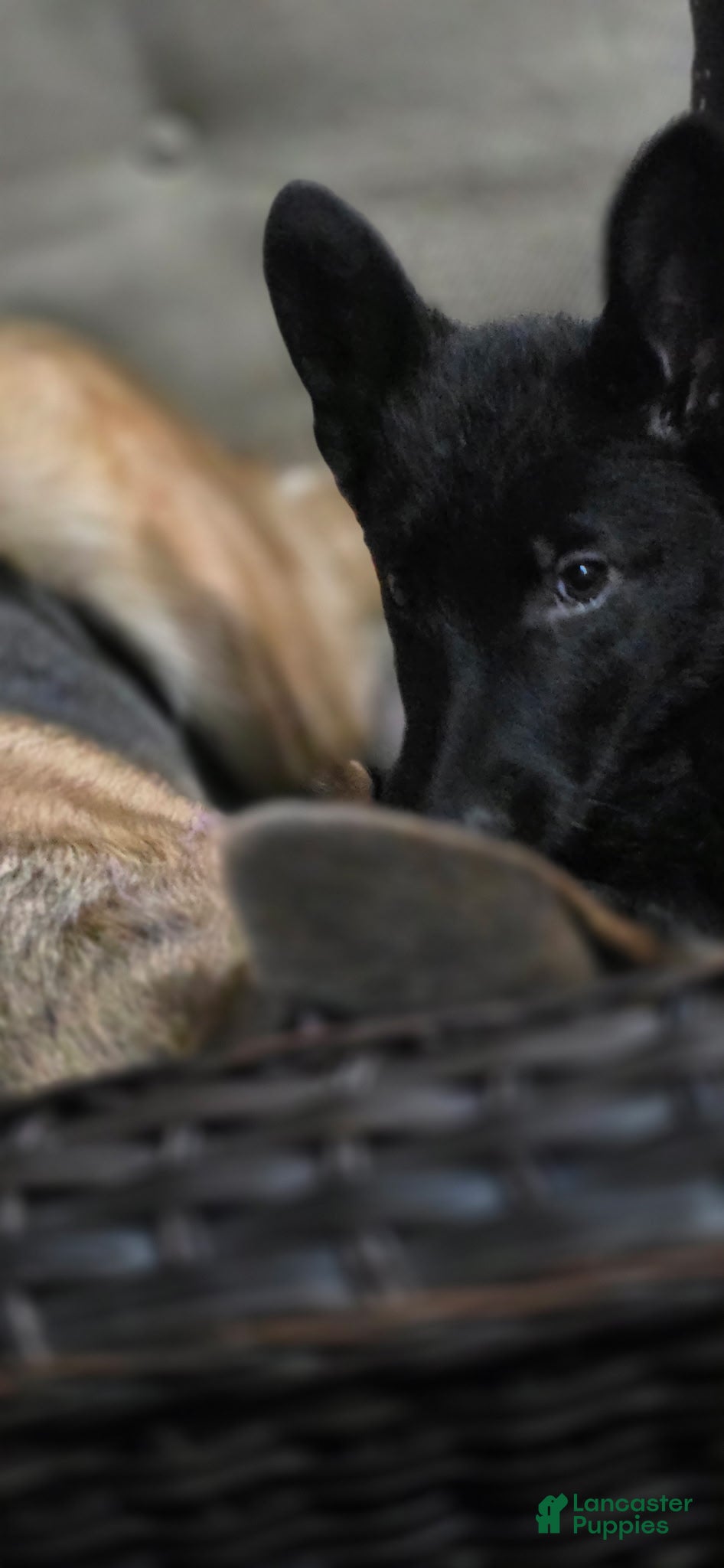 German Shepherd dogs German Shepherd Light Pink - Ad 26