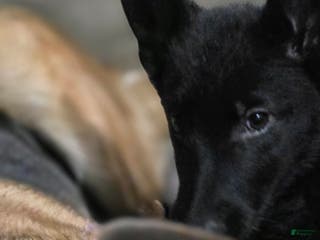 German Shepherd dogs German Shepherd Light Pink - Ad 26