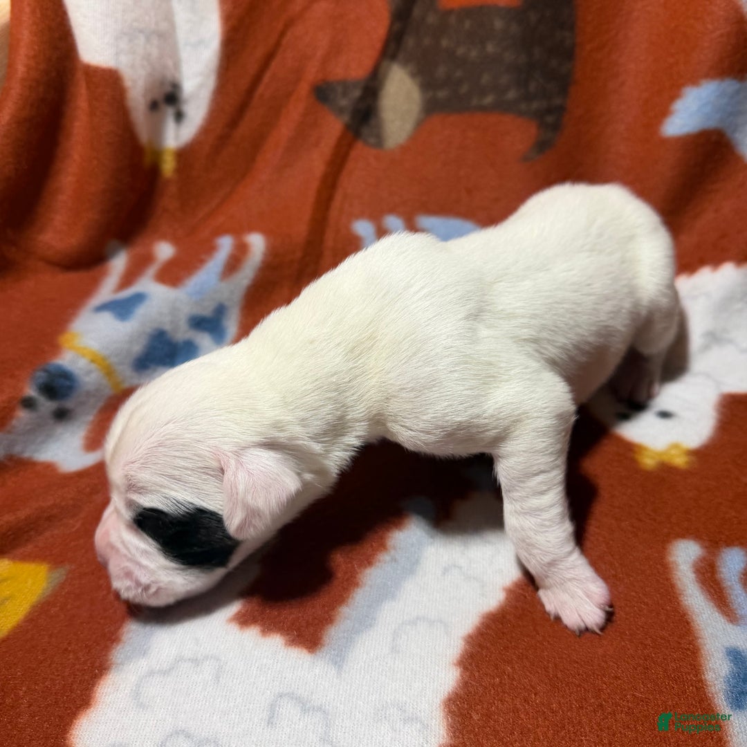 Boxer dogs for sale: Noel  - Ad 2