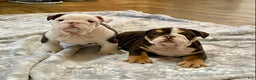 English Bulldog dogs for sale: Willow  - Ad 8