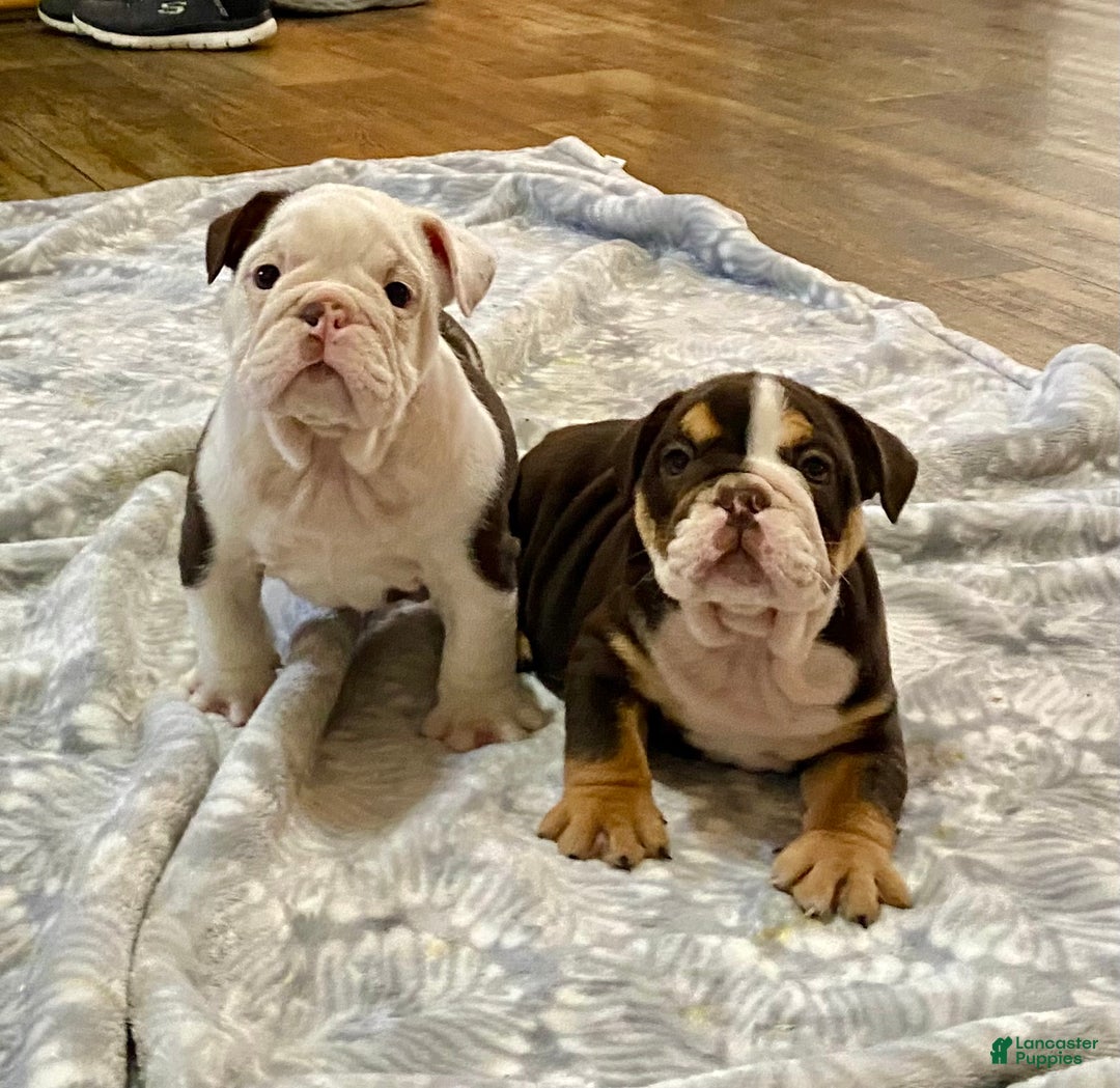 English Bulldog dogs for sale: Willow  - Ad 8