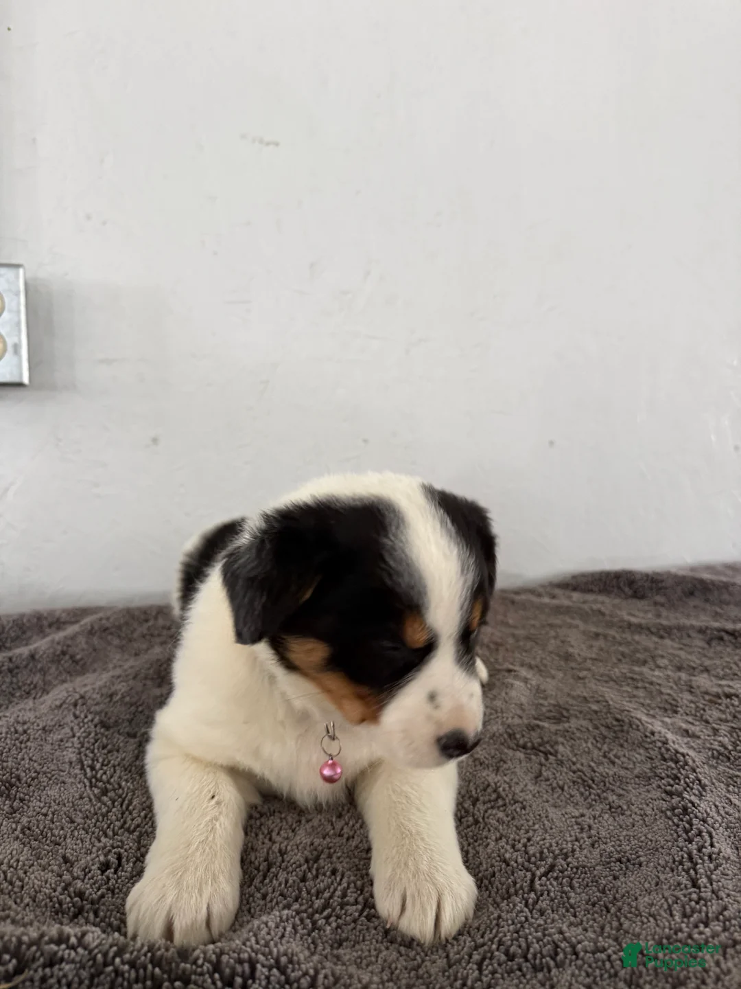 Mixed Breed dogs for sale: Buttercup - Ad 8