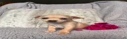 Chihuahua dogs for sale: Honey - Ad 4