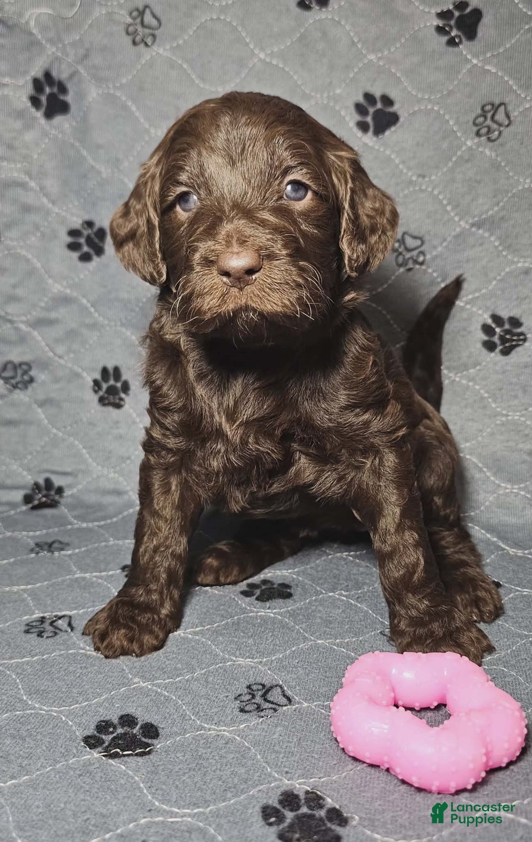 Goldendoodle dogs for sale: Mocha - Ad 3